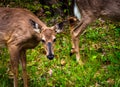 Deer along Skyline Drive, in Shenandoah National Park, Virginia. Royalty Free Stock Photo