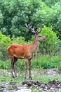 Deer Altai