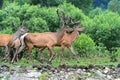 Deer Altai