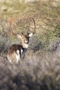 Deer in the Amsterdam Waterleidingduinen, The Netherlands