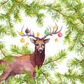 Deer animal with decorative baubles on horns. Christmas watercolor card with pine tree branches