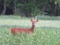 Deer animal horns cute funny funny curious frightened