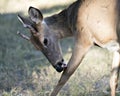 Deer animal photo. Picture. Portrait. Image. Deer licking its leg. Close-up profile view.
