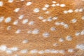 Deer animal skin texture Royalty Free Stock Photo