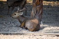 Deer Animal and Wildlife, deer family. Paradise Park Farm