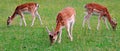 deer, animal, wildlife, mammal, fawn, grass, wild, nature, fallow, doe, young, brown, green, antlers, stag, baby, animals, Royalty Free Stock Photo