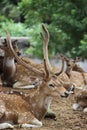 Deer Royalty Free Stock Photo