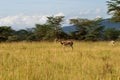 Deer Royalty Free Stock Photo