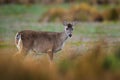 Deer from Antisana NP. White-tailed deer, Odocoileus virginianus, Antisana, Ecuador. Animal in the agriculture farming habitat.