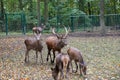 The deer or antler bearers are a mammal family from the order of the paired hoofed animals photographed in a large enclosure