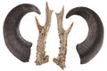 Deer antler and deer horn isolated Royalty Free Stock Photo