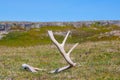 Deer antler found on the russian tundra