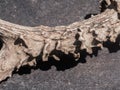 Deer antler macro photo Royalty Free Stock Photo