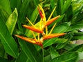 Deer antler-shaped flowers with yellow and orange with green leaves