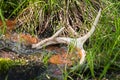 Deer Antler Shed in Pond