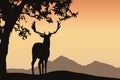 Deer with antler standing under a deciduous tree in a mountain l
