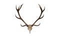 Deer Antlers.