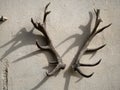 Deer antlers on building wall Royalty Free Stock Photo