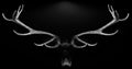 Deer antlers 3d isolated black white background animal