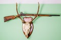 deer antlers. fallow deer hunting trophy. with an old winchester shotgun