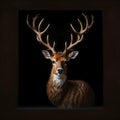 A deer with antlers gazes at the camera in the dark Royalty Free Stock Photo