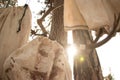 Deer antlers hanging in a tree Royalty Free Stock Photo