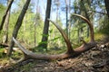 Deer antlers lost by a bull deep in the forest. Sharp shining arrowheads in the undergrowth