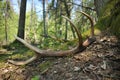 Deer antlers lost by a bull deep in the forest. Sharp shining arrowheads in the undergrowth