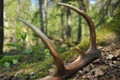 Deer antlers lost by a bull deep in the forest. Sharp shining arrowheads in the undergrowth