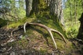 Deer antlers lost by a bull deep in the forest. Sharp shining arrowheads in the undergrowth