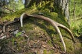 Deer antlers lost by a bull deep in the forest. Sharp shining arrowheads in the undergrowth