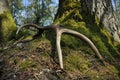 Deer antlers lost by a bull deep in the forest. Sharp shining arrowheads in the undergrowth