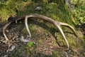 Deer antlers lost by a bull deep in the forest. Sharp shining arrowheads in the undergrowth