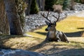 Deer with antlers lying in a park in Northern Nevada Royalty Free Stock Photo