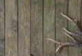 Hunting season: Deer antlers Royalty Free Stock Photo