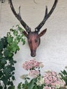 Deer antlers outdoor wall decoration Royalty Free Stock Photo