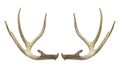 Deer Antlers Royalty Free Stock Photo