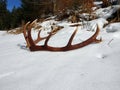 Deer antlers in the snow