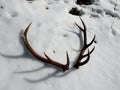 Deer antlers in the snow