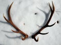 Deer antlers in the snow