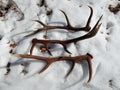 Deer antlers in the snow