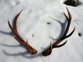 Deer antlers in the snow