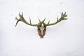 Deer antlers on a wall Royalty Free Stock Photo