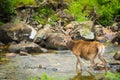 A deer with antlers watching in a stream in a forest