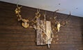 Deer antlers on a wooden wall for the interior in the house Royalty Free Stock Photo