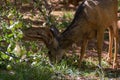 Deer in the apple garden in Capitol Reef National Park