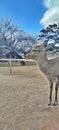 Deer around Nara Park under the blue sky in warm winter