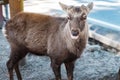 Deer around Nara park and Todaiji temple. Asian traveler visit in Nara near Osaka. landmark and popular for tourists attractions