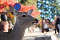 Deer around Nara park and Todaiji temple. Asian traveler visit in Nara near Osaka. landmark and popular for tourists attractions