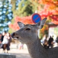Deer around Nara park and Todaiji temple. Asian traveler visit in Nara near Osaka. landmark and popular for tourists attractions